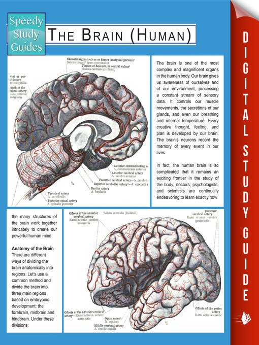 Cover image for The Brain (Human)